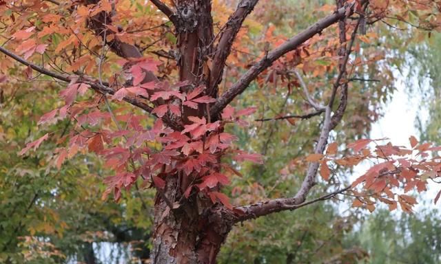 秋色染树梢 红叶美如画——鸡爪槭