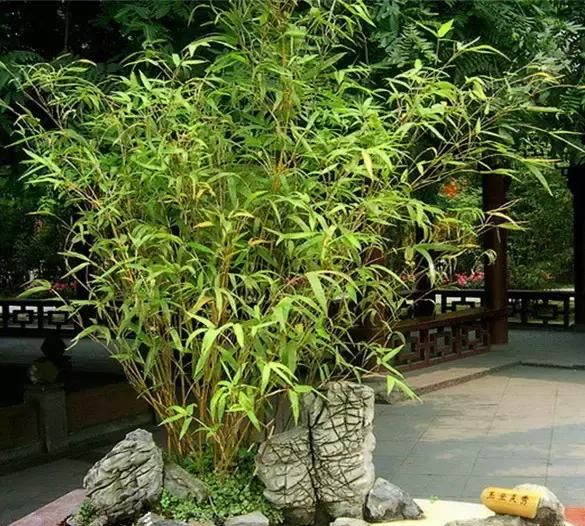 “大树压门，无女少男”，植物在风水中的作用你知道吗？