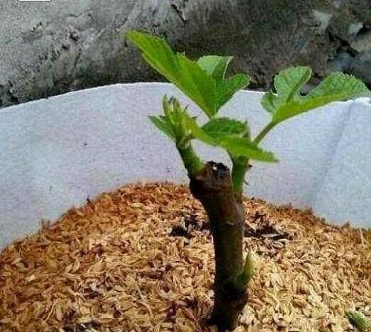 种植无花果，只要知道这一技巧，一个枝条种一棵，发芽长根结满果
