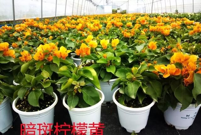 中国三角梅之乡—宜良厉害了 竟然拥有200多种三角梅品种