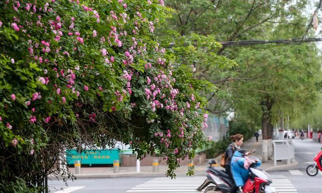 郑州最美花墙丁香里街成自拍圣地 路旁鲜花盛开让绿城名副其实