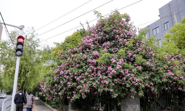 郑州最美花墙丁香里街成自拍圣地 路旁鲜花盛开让绿城名副其实