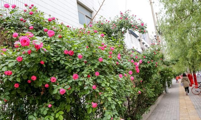 郑州最美花墙丁香里街成自拍圣地 路旁鲜花盛开让绿城名副其实