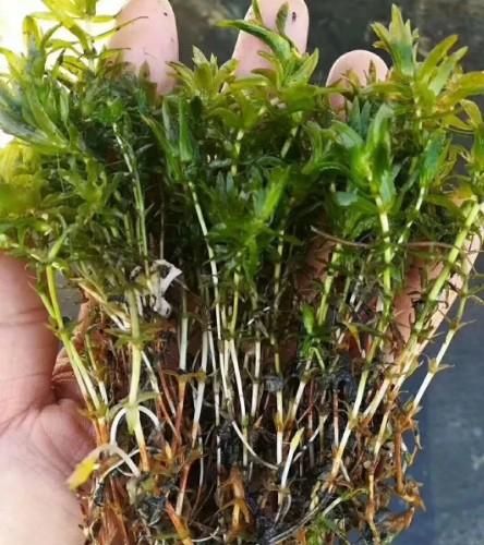 轮叶黑藻（灯笼草）的种植方法及注意事项！小龙虾养殖必备水草