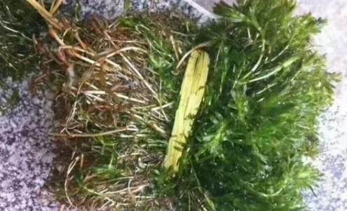 轮叶黑藻（灯笼草）的种植方法及注意事项！小龙虾养殖必备水草