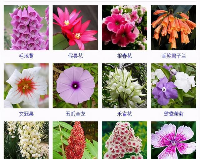 432种花卉品种图鉴·常见观花植物，从此花神便是你