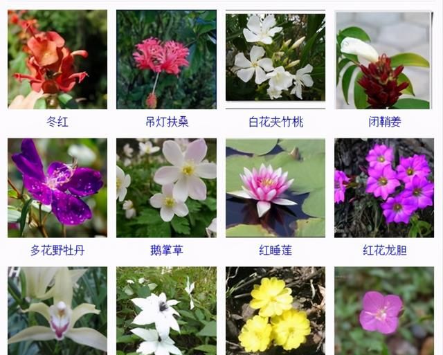 432种花卉品种图鉴·常见观花植物，从此花神便是你