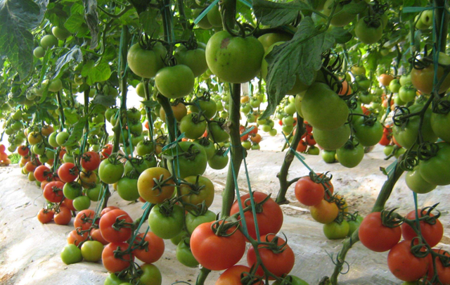从播种到采收，手把手教你种植高产优质的西红柿