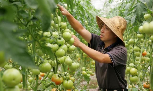 从播种到采收，手把手教你种植高产优质的西红柿