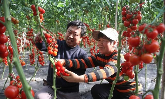从播种到采收，手把手教你种植高产优质的西红柿