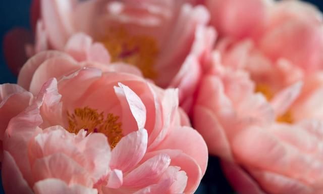 春天观赏什么花？分享最具有春天气息的粉色色系牡丹品种