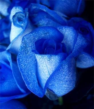 蓝色妖姬玫瑰花语图1