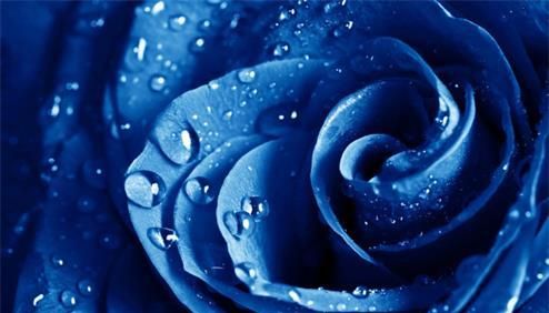 蓝色妖姬玫瑰花语图2