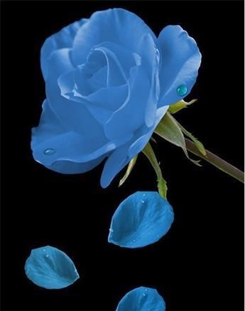 蓝色妖姬玫瑰花语图3
