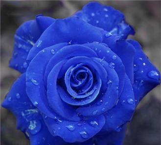 蓝色妖姬玫瑰花语图4
