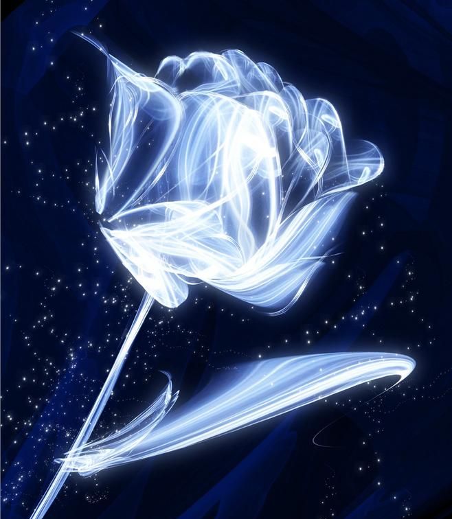 蓝色妖姬玫瑰花语图6