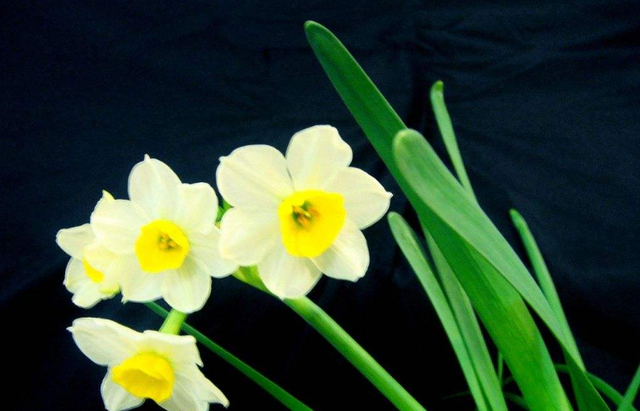 水仙花花色洁白，它的花语你知道多少？