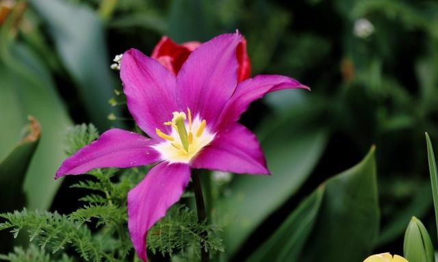 最美的紫色郁金香的图片欣赏