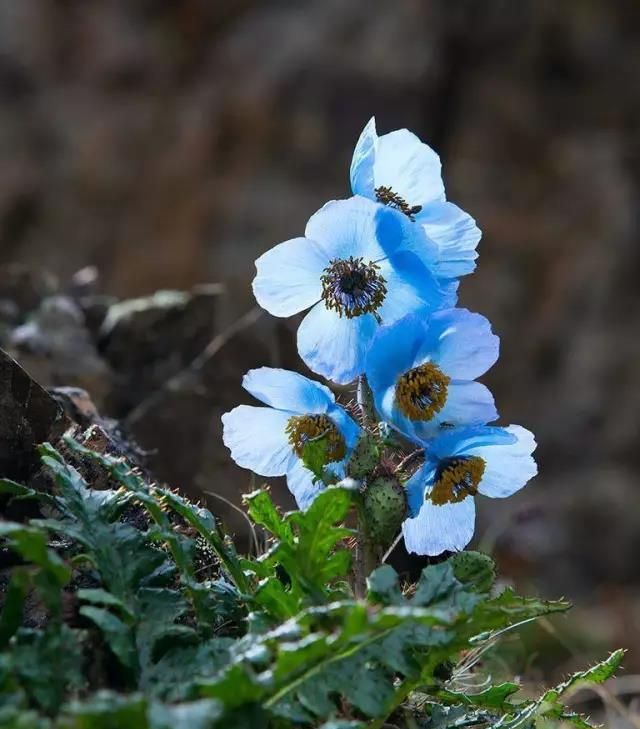 绿绒蒿，离天空最近的蓝莲花！