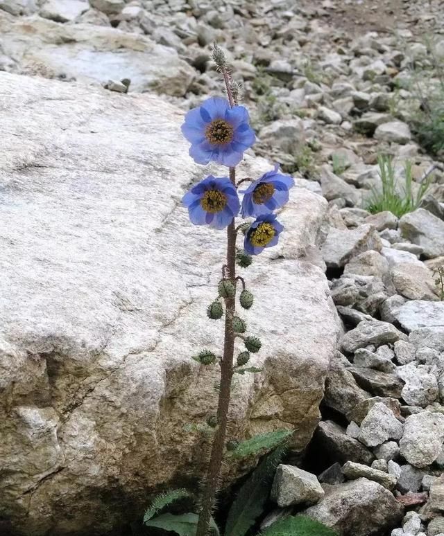 绿绒蒿，离天空最近的蓝莲花！