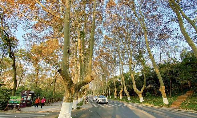 南京有条“绿色长廊”，近百年历史的梧桐大道，景色美如爱情隧道