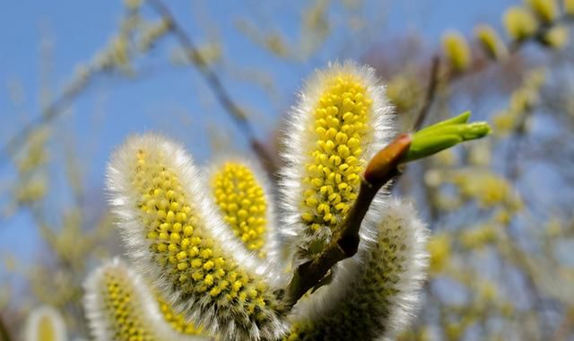 银柳：会“开”花的柳树，过年买一把，寓意好