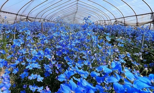 从田间到花瓶，疫情下的上海本地鲜花