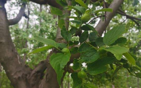 院子里种榆树好吗，从城市种植的榆树上摘榆钱中毒吗