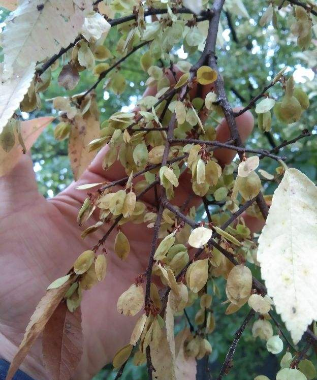 院子里种棵榆树，生长旺盛，榆钱还能吃