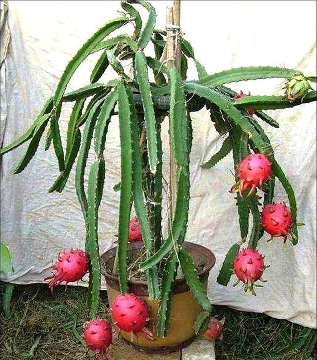 盆栽也能结出火龙果，十拿九稳的繁殖养护方法，通通自己搞定