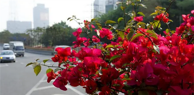 深圳的市花是三角梅，花期有大半年，花友戏称“开花机器”