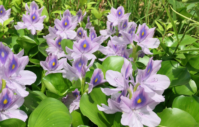 水葫芦曾被称为“美化世界的淡紫色花冠”，你知道它的3种用途吗