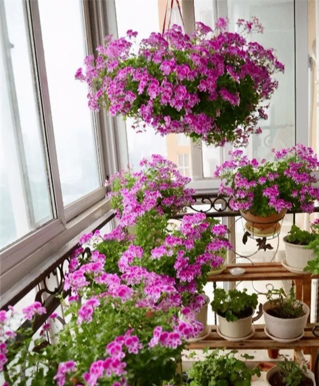 “花机器”天竺葵，冬天娇气养，一样爆大花，四季有花赏