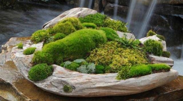 山上找点苔藓植物，做成漂亮小盆景，绿意盎然充满生机