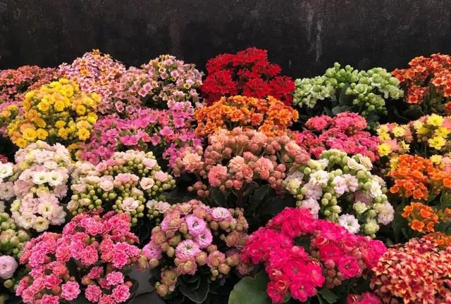 人养花，花亦滋养着人！100种室内盆栽花草图鉴，有您喜欢的吗？