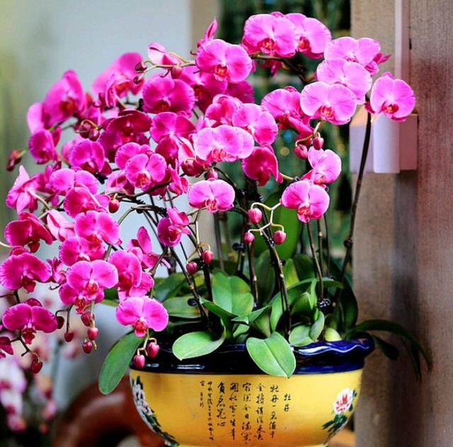人养花，花亦滋养着人！100种室内盆栽花草图鉴，有您喜欢的吗？