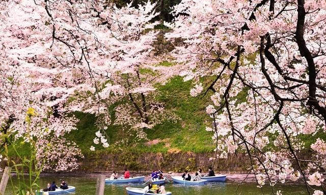 春天，和我们一起去欣赏甜甜的樱花吧