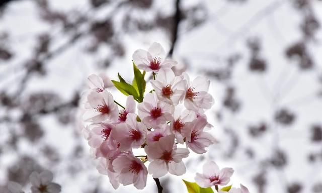 春天，和我们一起去欣赏甜甜的樱花吧