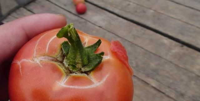 西红柿常见25种病害的诊断与农药防治,附图谱和防治方法,值得收藏
