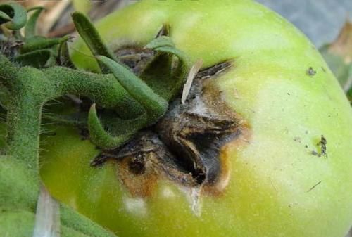 西红柿常见25种病害的诊断与农药防治,附图谱和防治方法,值得收藏