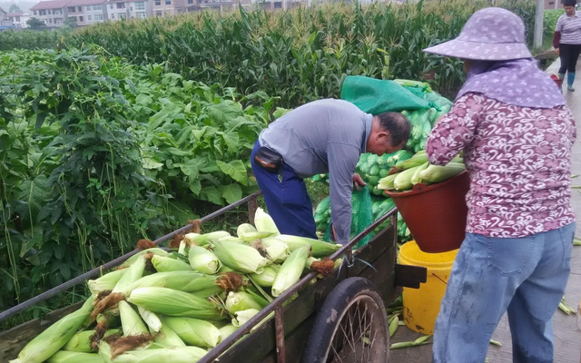 种植水果玉米一亩可赚上千元？不少农民到最后却傻了眼！