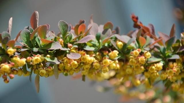 庭院四季如春秘诀第二部分来咯！10种常见的常绿灌木你都知道吗？