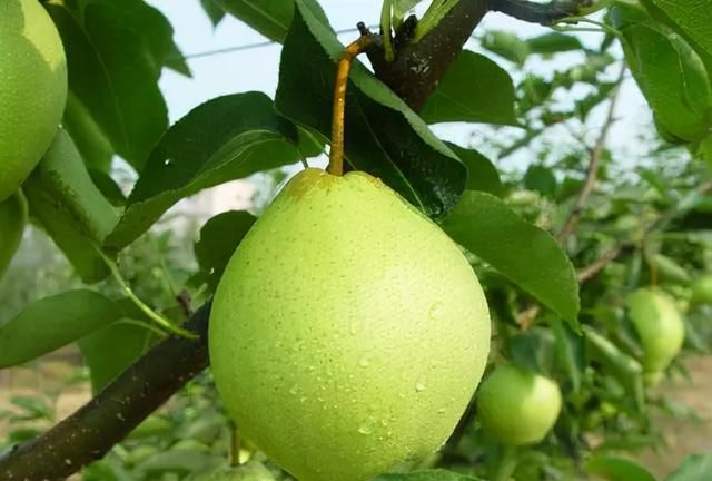 梨树高产栽培管理技术