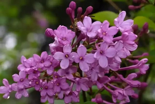 想要养殖好丁香花，掌握住这9个技巧，就可以看到繁花锦簇