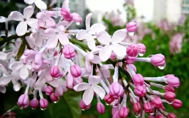 想要养殖好丁香花，掌握住这9个技巧，就可以看到繁花锦簇