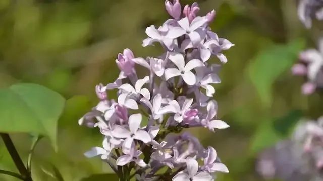 想要养殖好丁香花，掌握住这9个技巧，就可以看到繁花锦簇