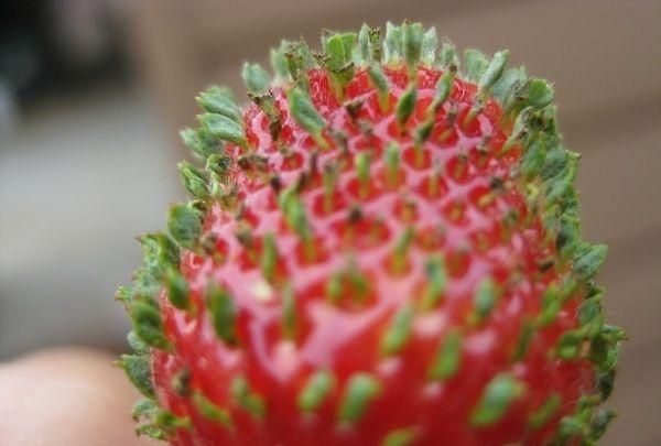 西瓜发芽长什么样，发芽的草莓长什么样图1