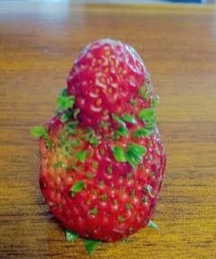 西瓜发芽长什么样，发芽的草莓长什么样图3