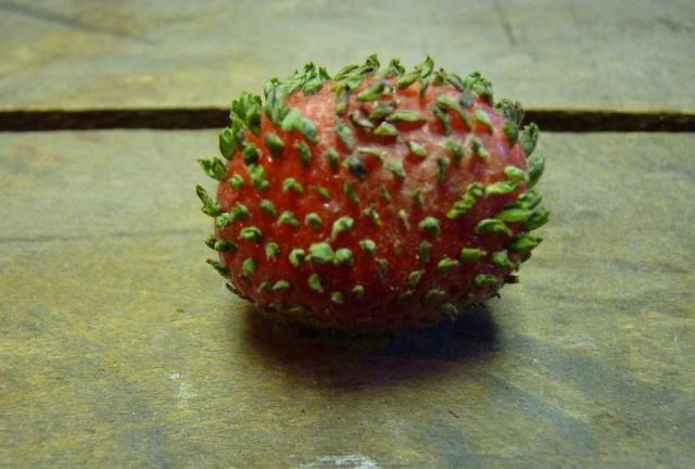 西瓜发芽长什么样，发芽的草莓长什么样图5