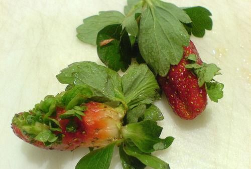 西瓜发芽长什么样，发芽的草莓长什么样图6